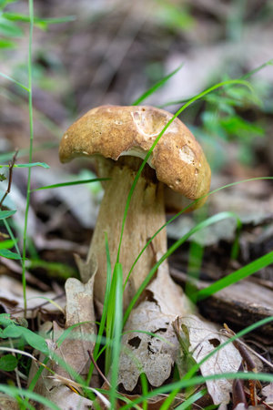 Porcini mushroom in the forest close-upの写真素材