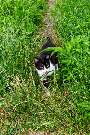 A black and white cat hides in the green grassの写真素材