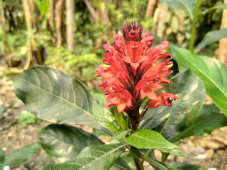 Natural curry flower