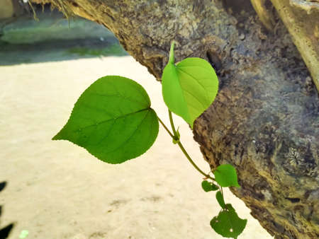 wild cotton tree green leaf landscape groundの写真素材