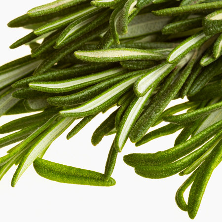A detailed macro shot showcases the vibrant green needles of fresh rosemary sprigs against a clean white background.の写真素材