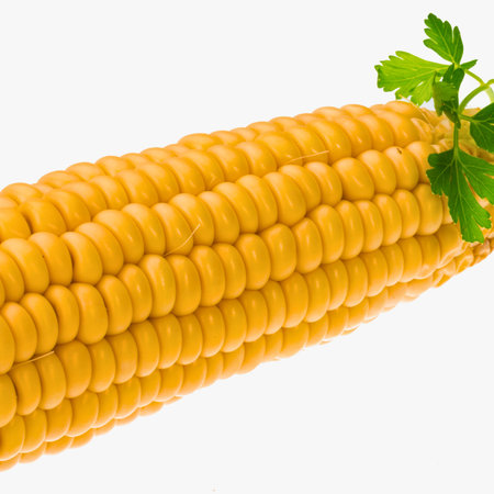 A close-up of a ripe ear of yellow corn, its kernels tightly packed, with a sprig of fresh green parsley at the top.の写真素材