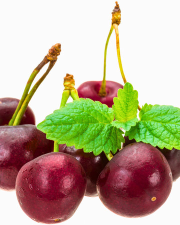 A close-up shot of ripe, dark red cherries with vibrant green mint leaves, presented against a clean white backdrop.の写真素材