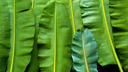 A detailed, textured close-up of lush green leaves, showcasing their natural patterns and veins.の写真素材