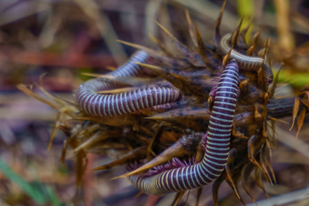 Two segmented millipedes with striped bodies are coiled and moving on a bed of dry grass and twigs.の写真素材