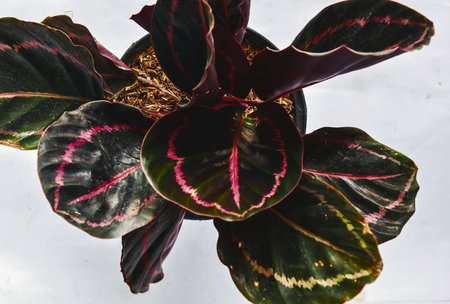 A vibrant Calathea plant showcases its striking dark green leaves adorned with intricate pink and white venation against a light background.の写真素材
