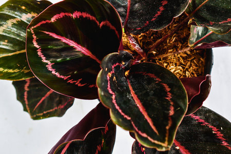 Close up view of a vibrant calathea houseplant, showcasing its distinctive dark green foliage with intricate pink stripe patterns and detailed veining. Potted plant on white background.の写真素材