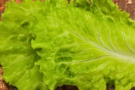 Close-up of vibrant, crisp green lettuce leaves, perfect for a fresh salad. Emphasizes healthy eating, organic food, and natural texture. Ideal for diet, cooking, and grocery themes.の写真素材