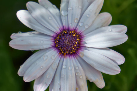 A vibrant African daisy, up close, displaying delicate white petals with a striking purple and yellow center. Fresh morning dew drops glisten on its surface against a soft green backdrop, evoking nature's purity.の写真素材