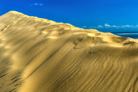 Expansive golden sand dunes stretch towards a clear blue sky, with the ocean visible in the distance.の写真素材