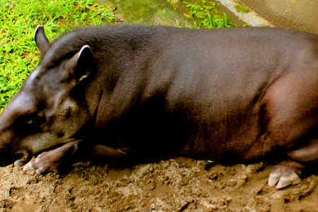 A close-up profile view of a large, dark brown pig lying down on dirt and grass. Its eyes are closed.の写真素材
