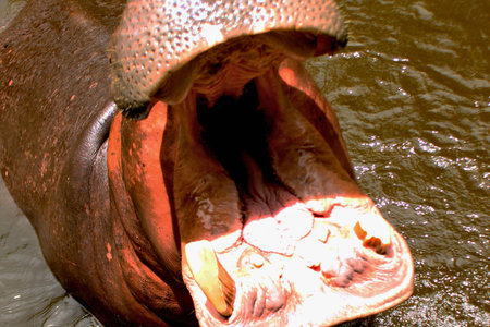 A close-up view of a hippopotamus with its enormous mouth agape, revealing its powerful jaws and teeth, submerged in water.の写真素材