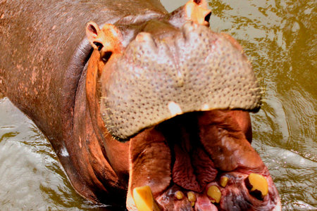 A powerful hippopotamus yawns widely, revealing its massive jaws and impressive teeth in this detailed close-up shot.の写真素材