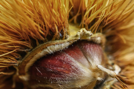 A detailed macro shot of a chestnut's spiky outer shell, with a glimpse of the smooth, dark nut inside.の写真素材