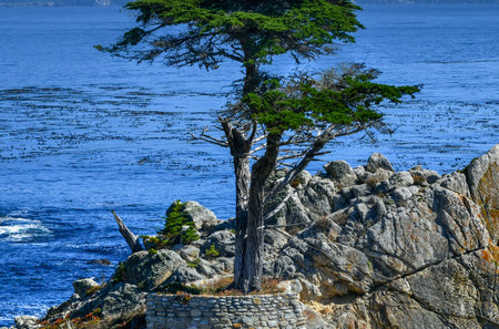A solitary evergreen tree clings to a rugged, rocky cliff overlooking the vast, blue ocean, showcasing nature's tenacity.の写真素材