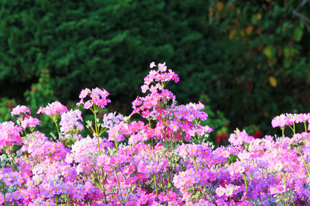 A close-up view of a dense bed of delicate pink and purple flowers, with a dark green foliage background.の写真素材