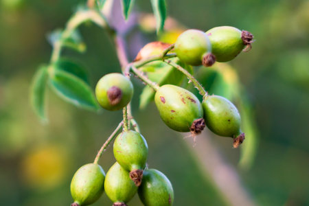 A cluster of unripe, green rose hips hang from a thin branch, with soft green foliage in the background.の写真素材