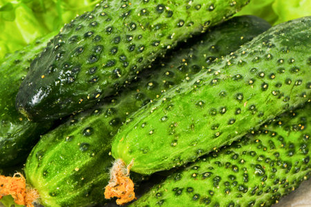 A close-up view of several fresh, bumpy green cucumbers, glistening with water droplets, nestled amongst lettuce leaves.の写真素材