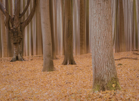 A serene autumn forest scene with tall trees and a carpet of orange leaves on the ground.