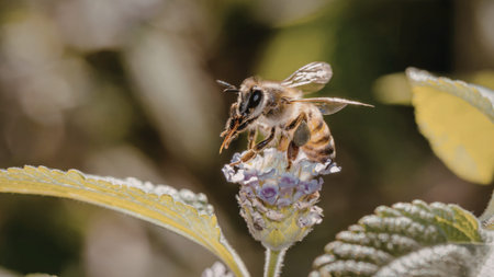 A close-up image of a bee perched on a vibrant purple flower, surrounded by green leaves in a lush...