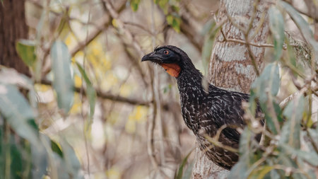 A bird with a black and speckled body and a bright red throat is perched on a tree branch,...