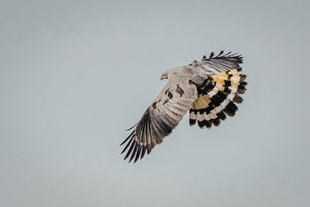 A bird of prey, possibly a hawk or falcon, is captured mid-flight with its wings spread wide,...