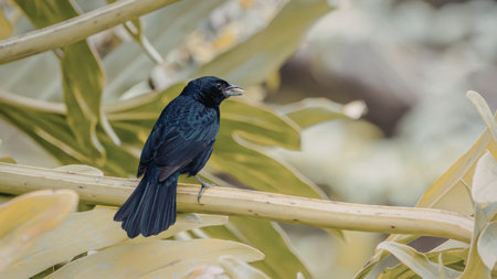A black bird is perched on a branch surrounded by lush green leaves. The bird appears to be singing...