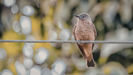 A small bird with brown and gray feathers is perched on a wire against a backdrop of green foliage...