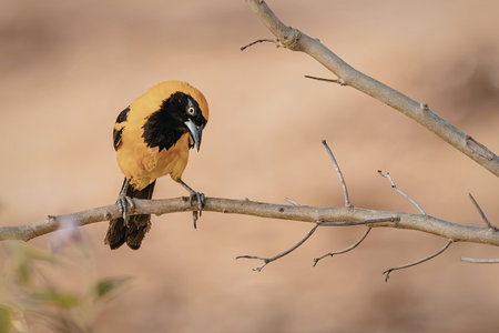 A vibrant bird with bright yellow and orange plumage and a black head is perched on a bare tree...