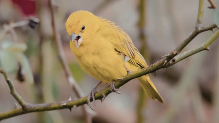 A vibrant yellow bird with a white patch on its wing is perched on a thin branch. The bird appears...