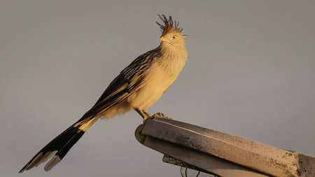 A vibrant yellow bird with distinctive black markings and a spiky crest is perched on a metal beam against a clear sky background.の写真素材