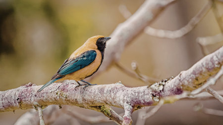 A vibrant bird with bright yellow, blue, and black feathers is perched on a bare tree branch. The...