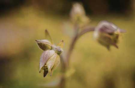 A detailed close-up of a delicate flower bud, showcasing its soft petals and vibrant green stem. The background is blurred, emphasizing the flower in focus.の写真素材