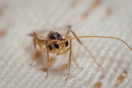 A detailed close-up image of a small spider with long legs positioned on a textured surface. The...