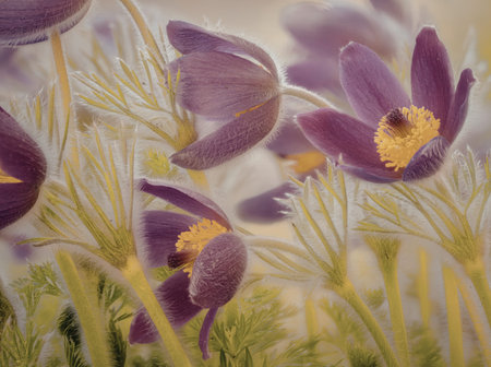 A detailed close-up of vibrant purple flowers with yellow centers, surrounded by green foliage. The...