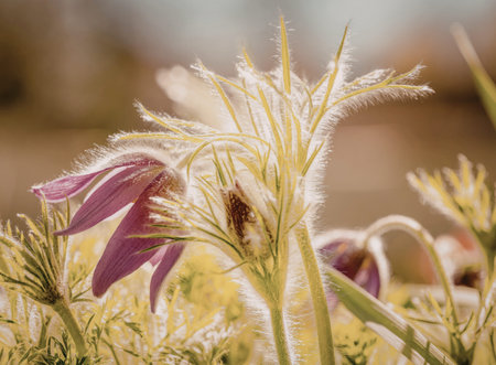A detailed close-up of a pink pasque flower in bloom, showcasing its delicate petals and fuzzy,...