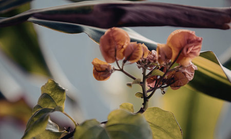 A detailed close-up of vibrant orange blossoms on a branch, surrounded by green leaves and a blurred...