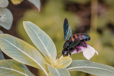 A vibrant insect with green and red markings is perched on a pink flower, feeding on its nectar. The insect is surrounded by green leaves, creating a natural and serene environment.の写真素材