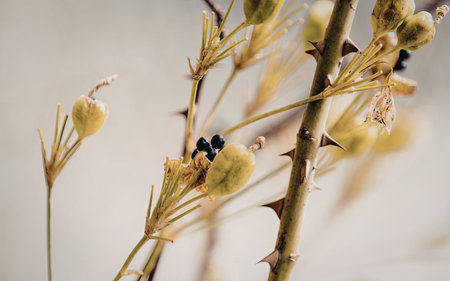 A detailed close-up image of yellow buds on a branch with green stems and small leaves. The buds are...