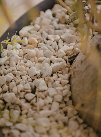 A detailed close-up of a potted plant featuring white gravel surrounding its base. The plant appears...
