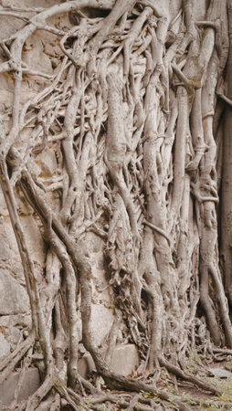 The image depicts a close-up view of intertwined tree roots growing along and against a rough stone wall. The roots are thick and gnarled, showcasing the resilience and adaptability of nature.の写真素材