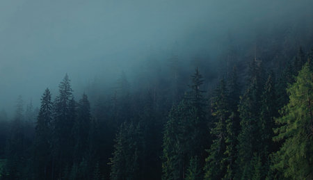 A serene and misty forest scene with tall evergreen trees partially obscured by dense fog.