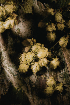 A close-up image of fresh hop cones resting on a rustic wooden surface, illuminated by natural light.の写真素材
