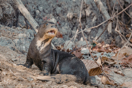A giant anteater is seen on the ground, using its long tongue to eat ants from an anthill in a forested area. The anteater has a distinctive coat and is surrounded by dry leaves and branches.の写真素材