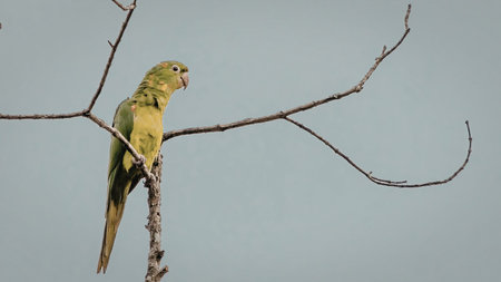 A vibrant green parrot is perched on a bare tree branch against a clear sky. The parrot appears to...