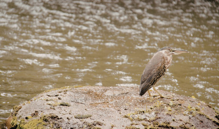 A solitary heron stands on a moss-covered rock near a flowing river, showcasing its elegant stance and natural habitat.の写真素材