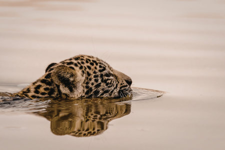 A jaguar swims gracefully through calm waters, its head and part of its back visible above the surface. The water reflects the serene surroundings, highlighting the beauty and strength of this majestic wild cat.の写真素材