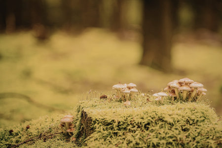 A close-up view of several mushrooms sprouting from a lush, green mossy surface in a serene forest...
