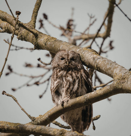 A close-up image of an owl resting on a moss-covered tree branch. The owl has a brown and grey...