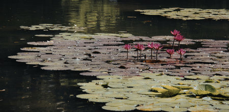 A serene pond filled with lily pads and vibrant pink water lilies, reflecting tranquility and natural beauty.の写真素材